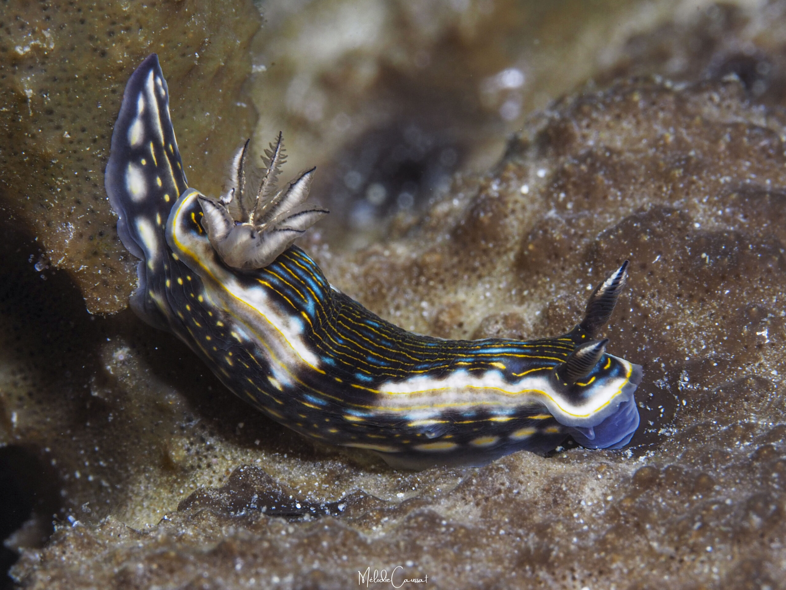 Felimare ruthae 