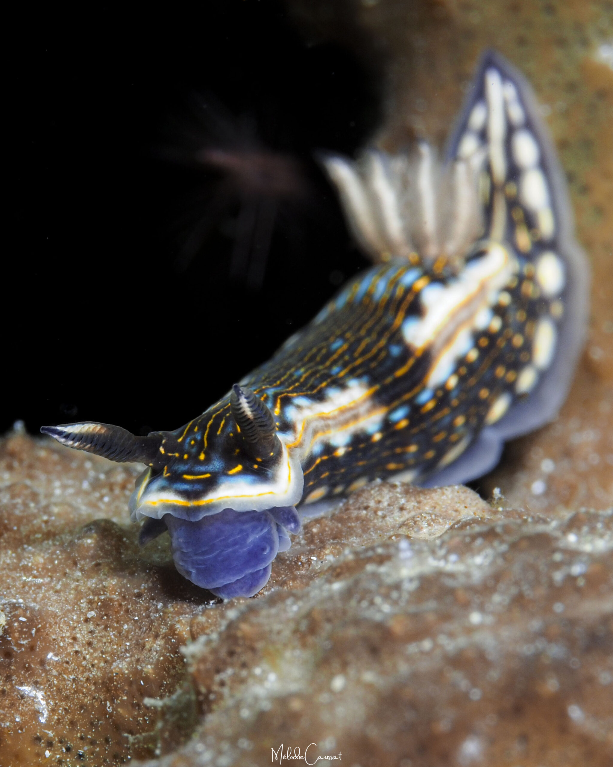 Felimare ruthae 