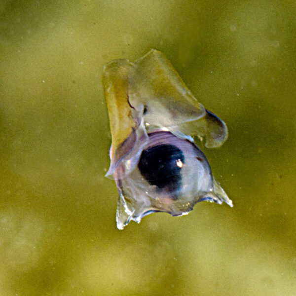 Diacavolinia longirostris