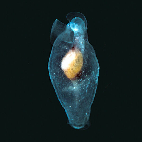 Cliopsis sp.
