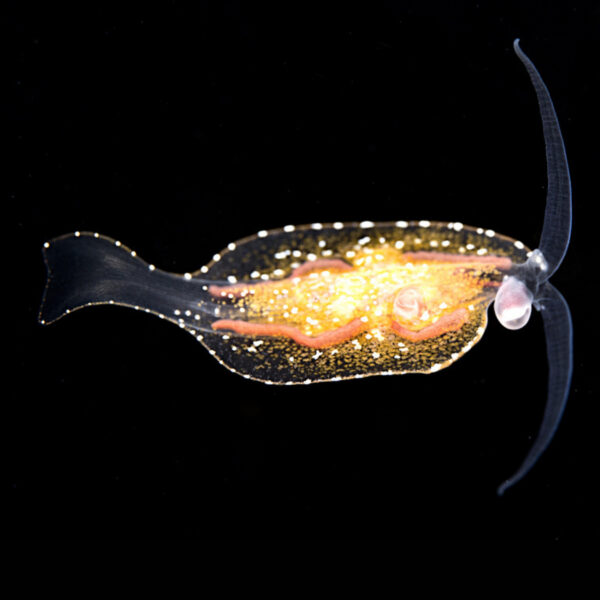 Phylliroe sp.