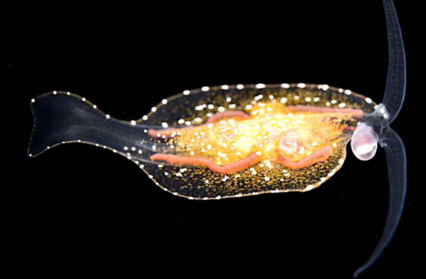 Phylliroe bucephala