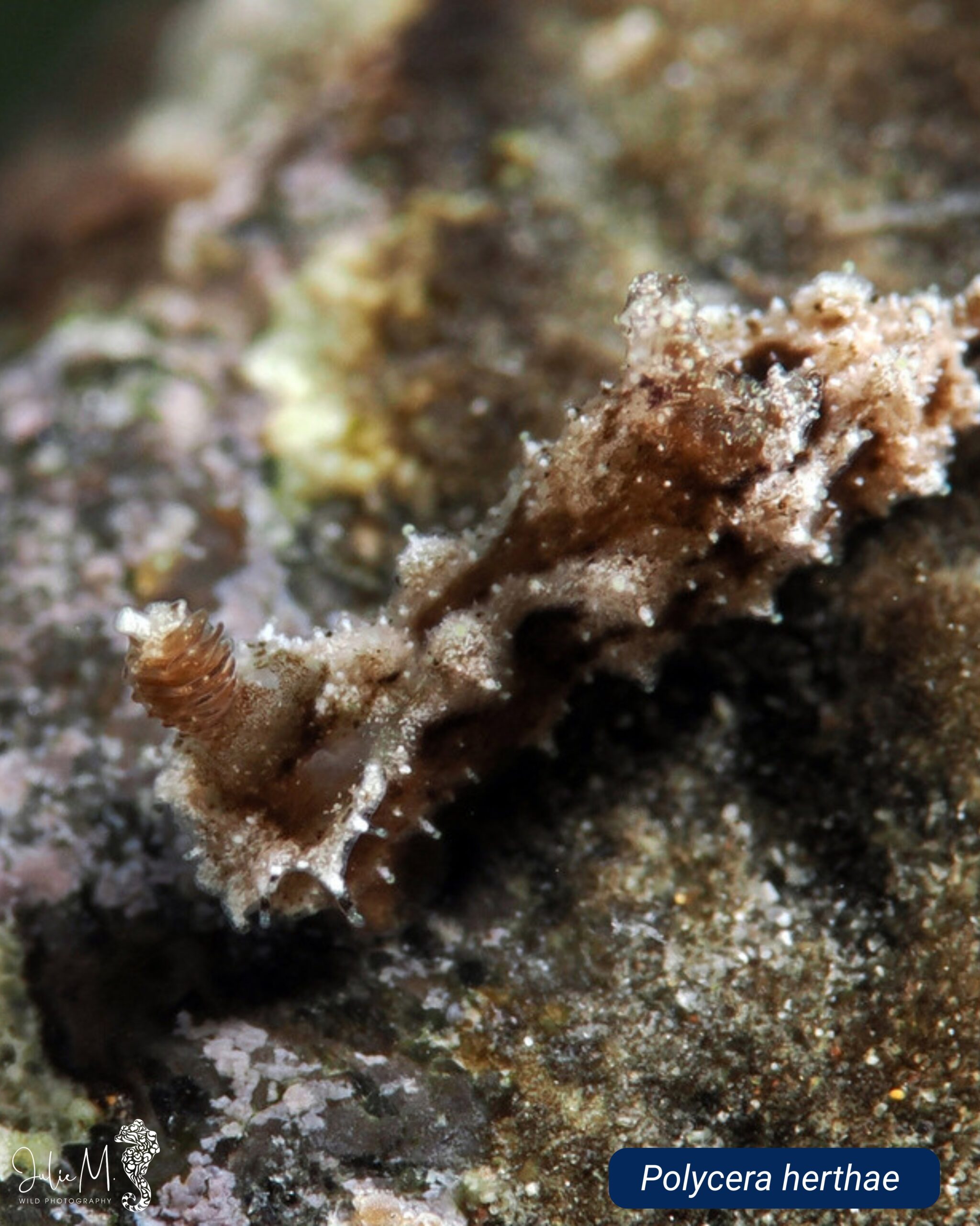 Polycera herthae