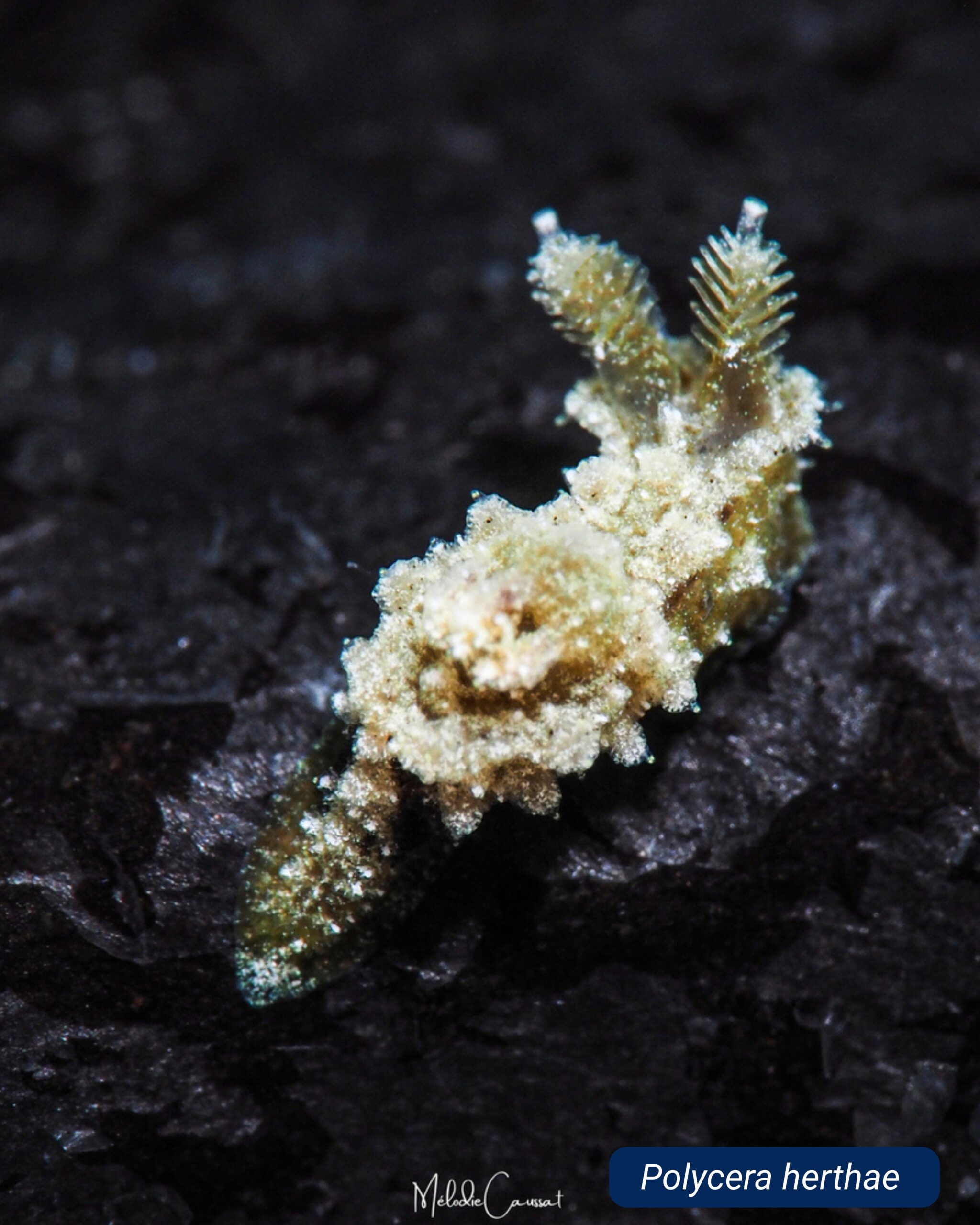 Polycera herthae