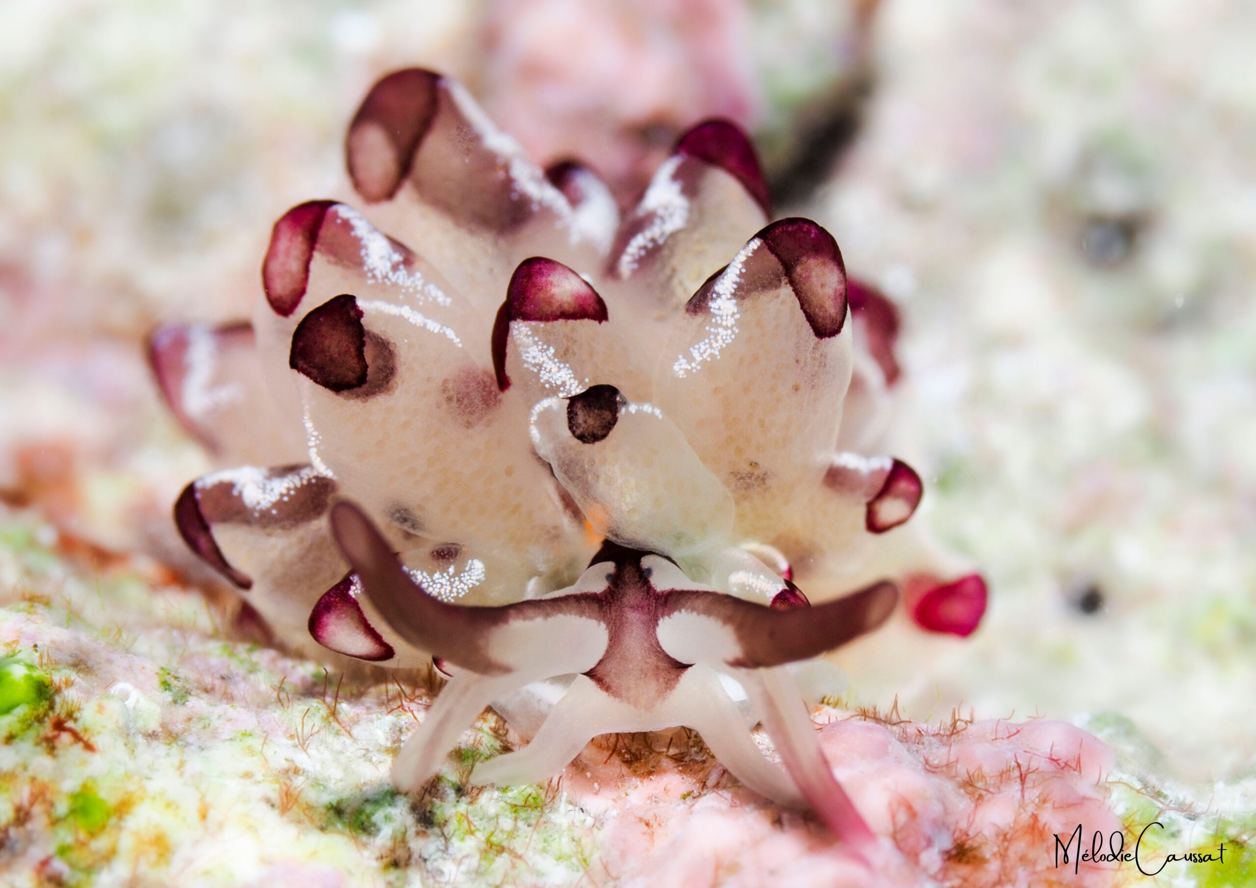 Cyerce cristallina 