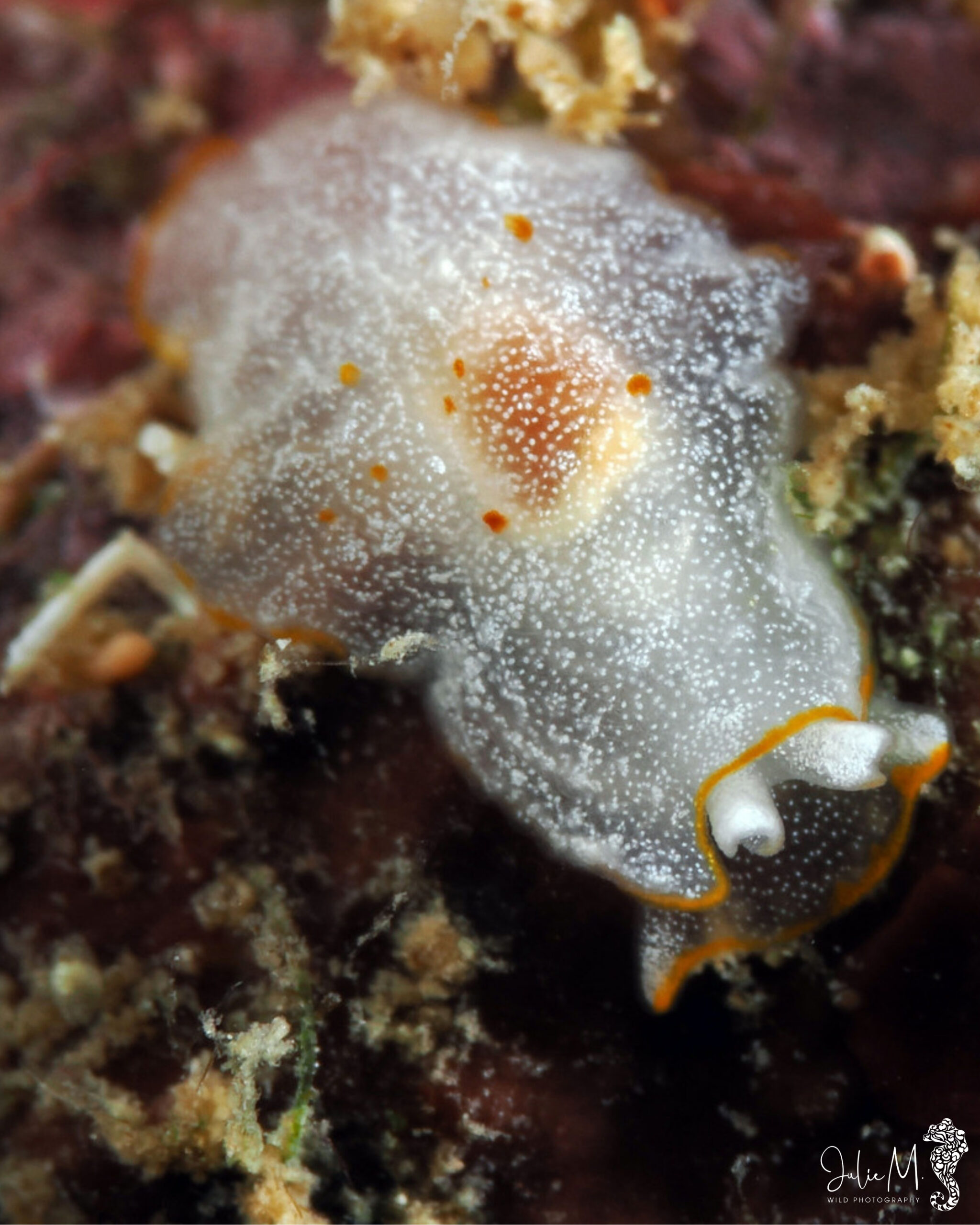 Pleurobranchus areolatus 
