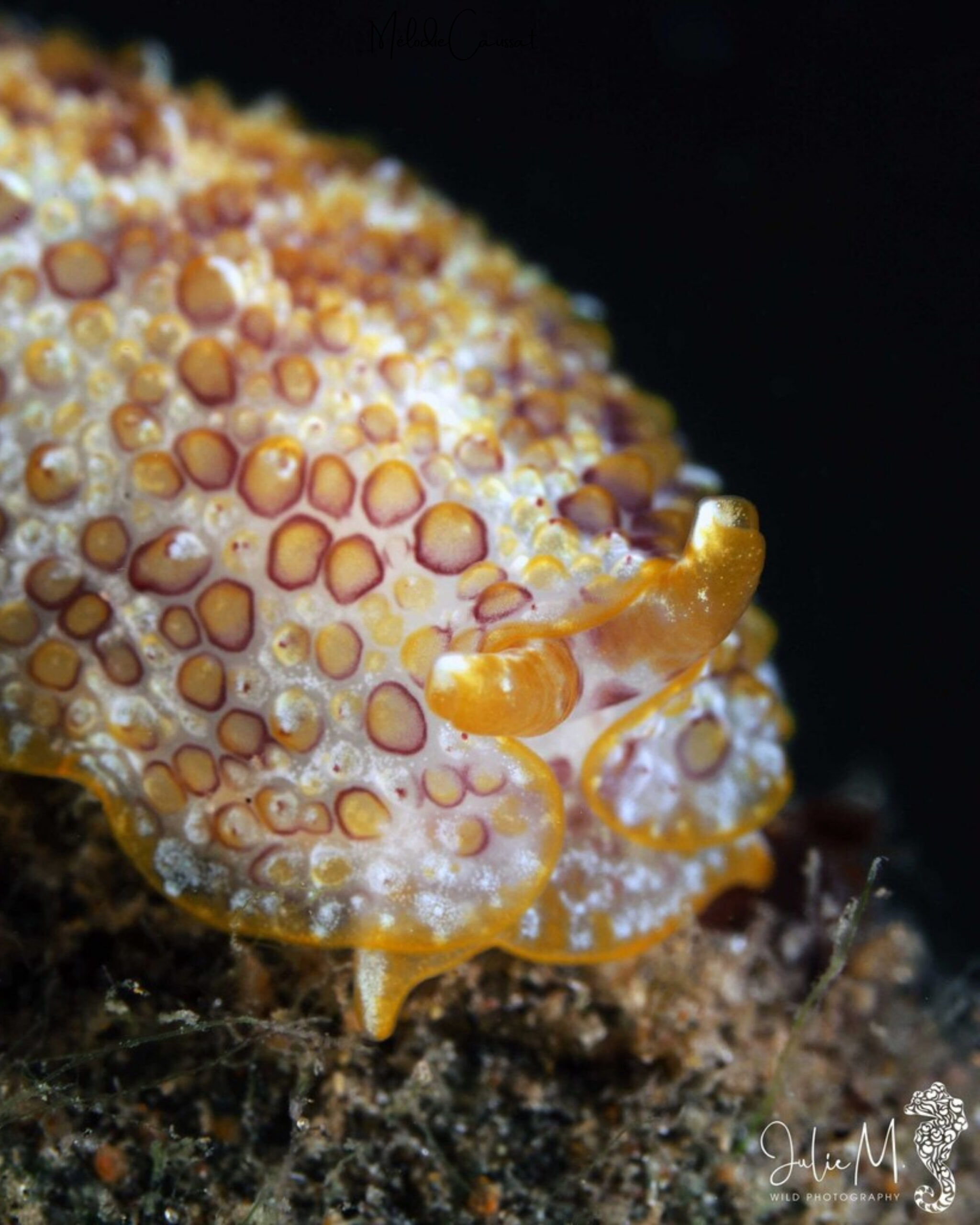 Pleurobranchus areolatus 