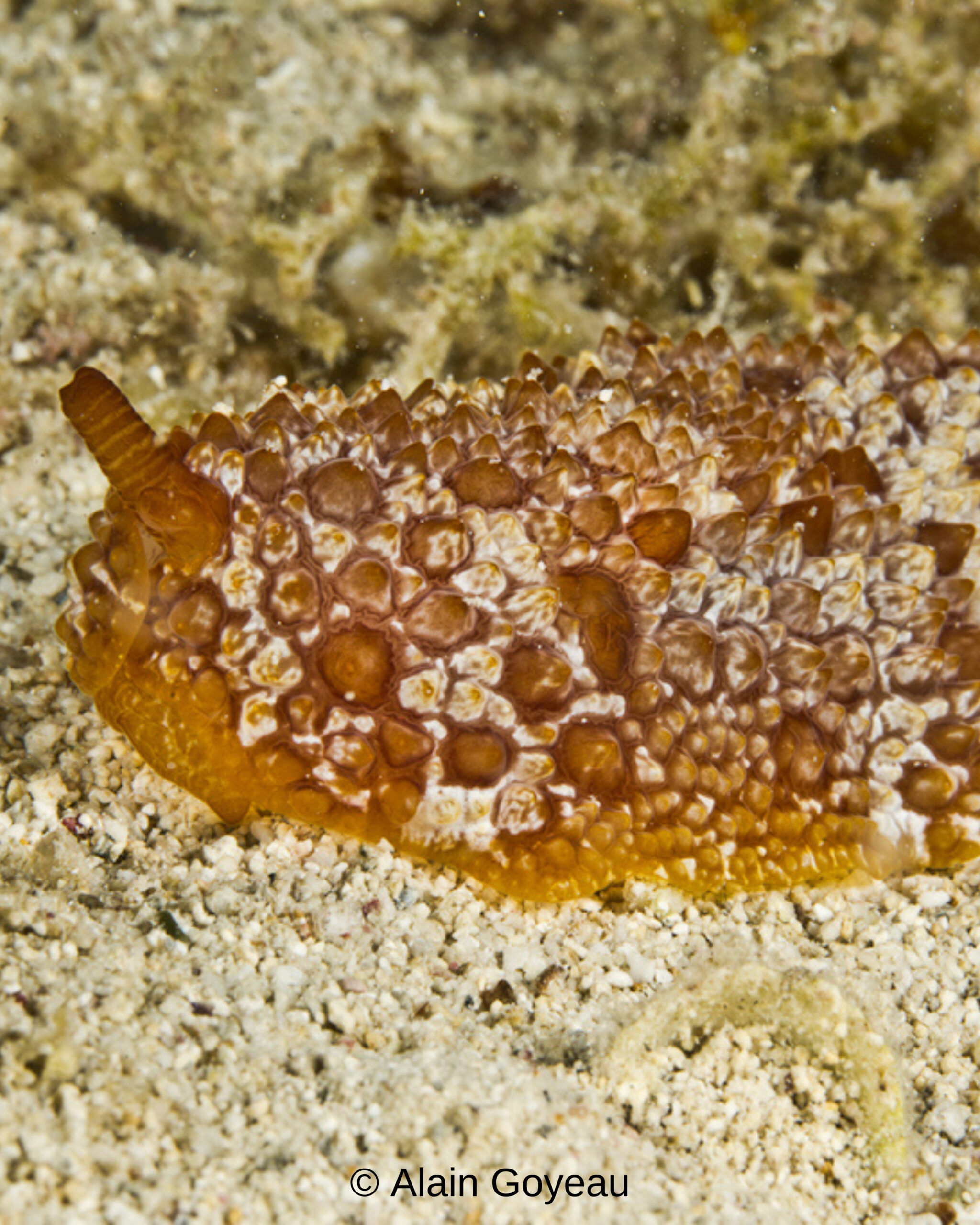 Pleurobranchus areolatus 