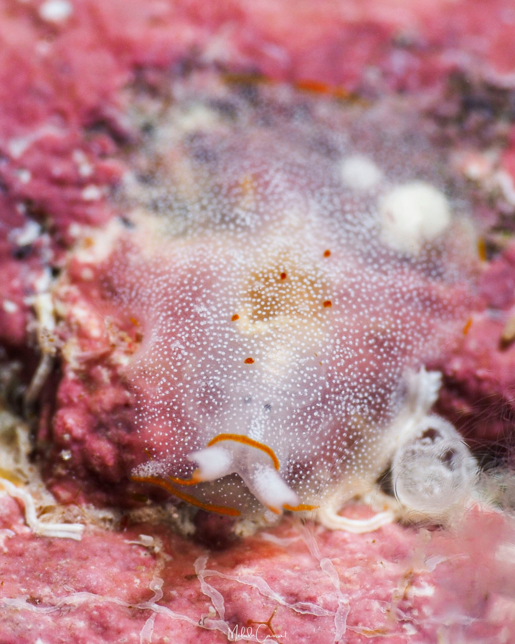 Pleurobranchus areolatus 