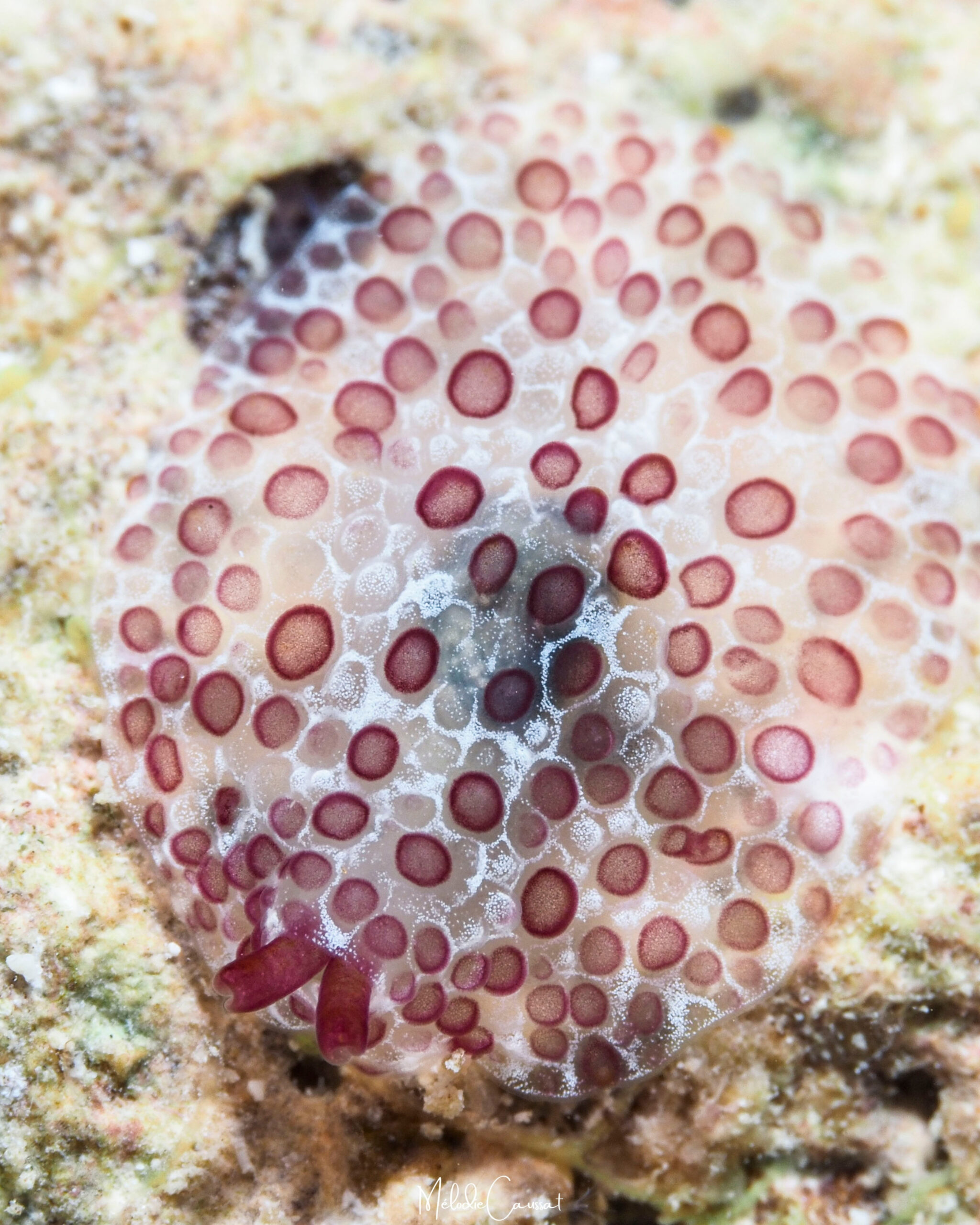 Pleurobranchus areolatus 