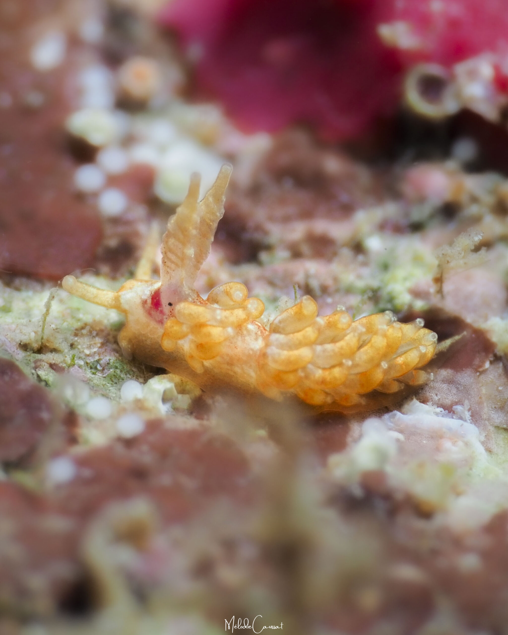 Anetarca piutaensis 