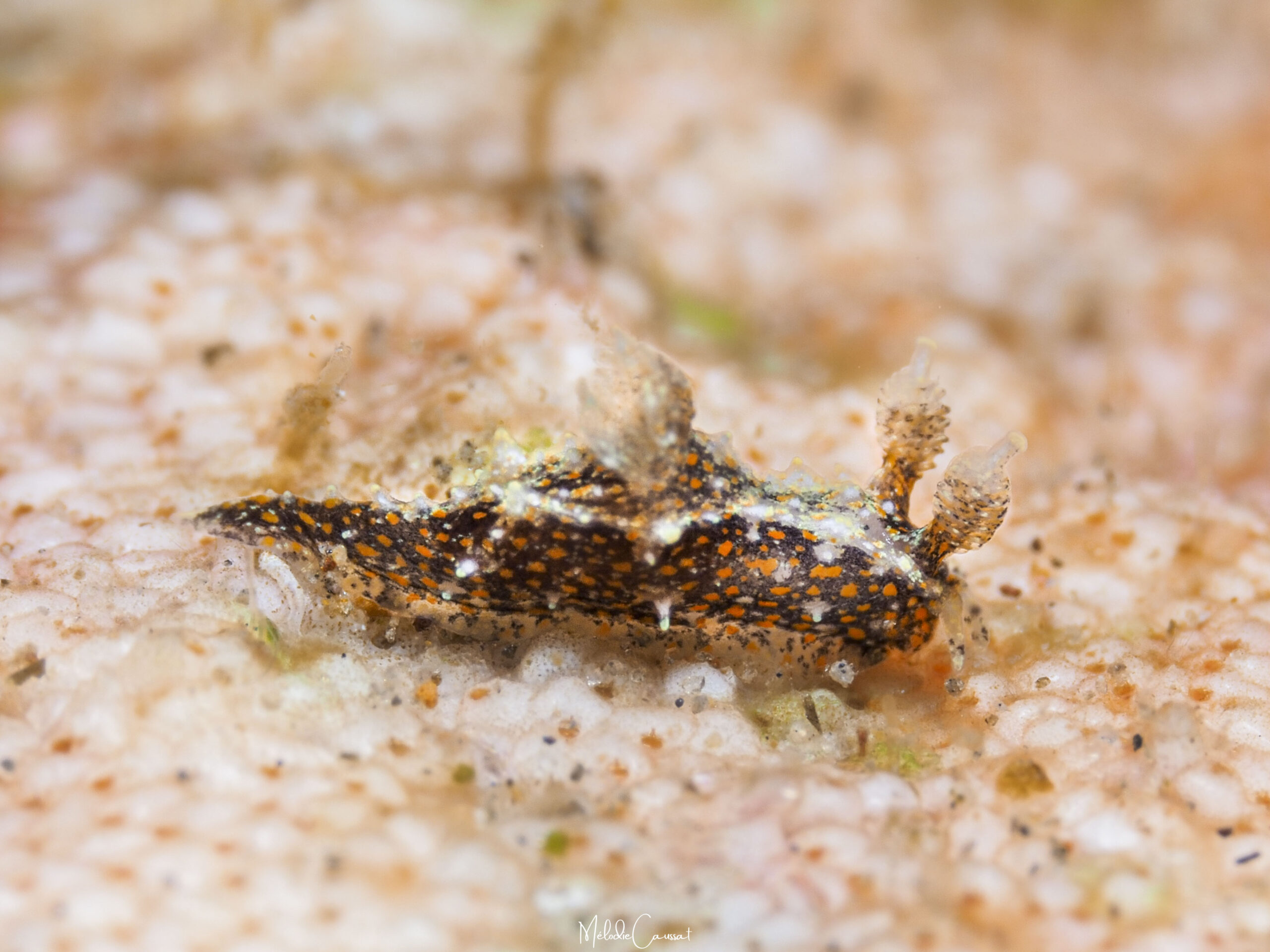 Polycera odhneri