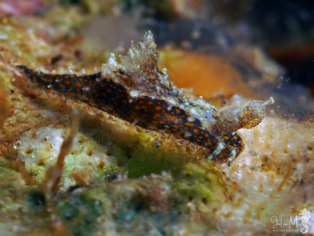 Polycera odhneri