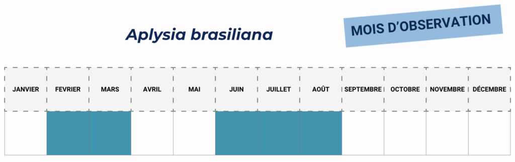 Calendrier Aplysia brasiliana