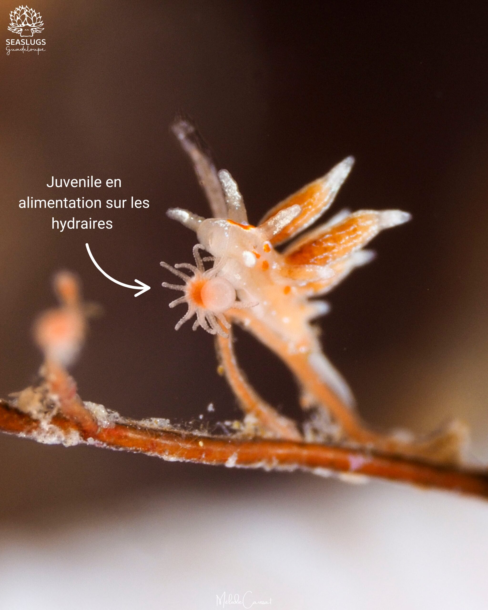 Nanuca Sebastiani juvénile en alimentation