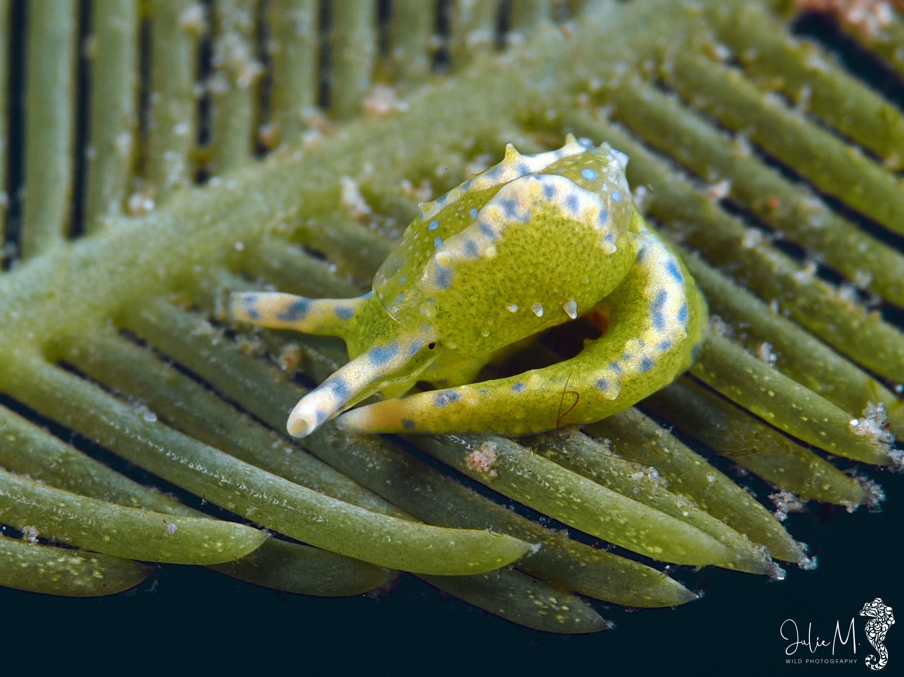 Oxynoe antillarum