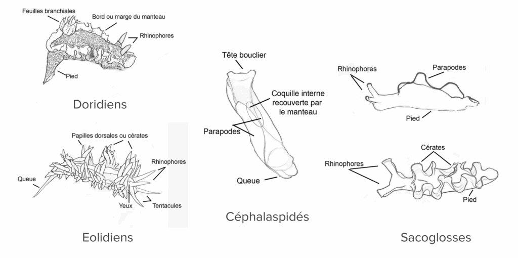 Appendices des limaces de mer