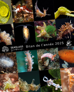 Bilan de l'année 2025 - Seaslugs Guadeloupe