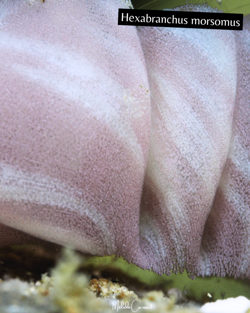 Hexabranchus morsomus