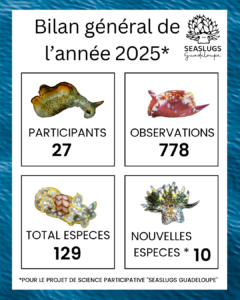 Bilan de l'année 2025 - Seaslugs Guadeloupe