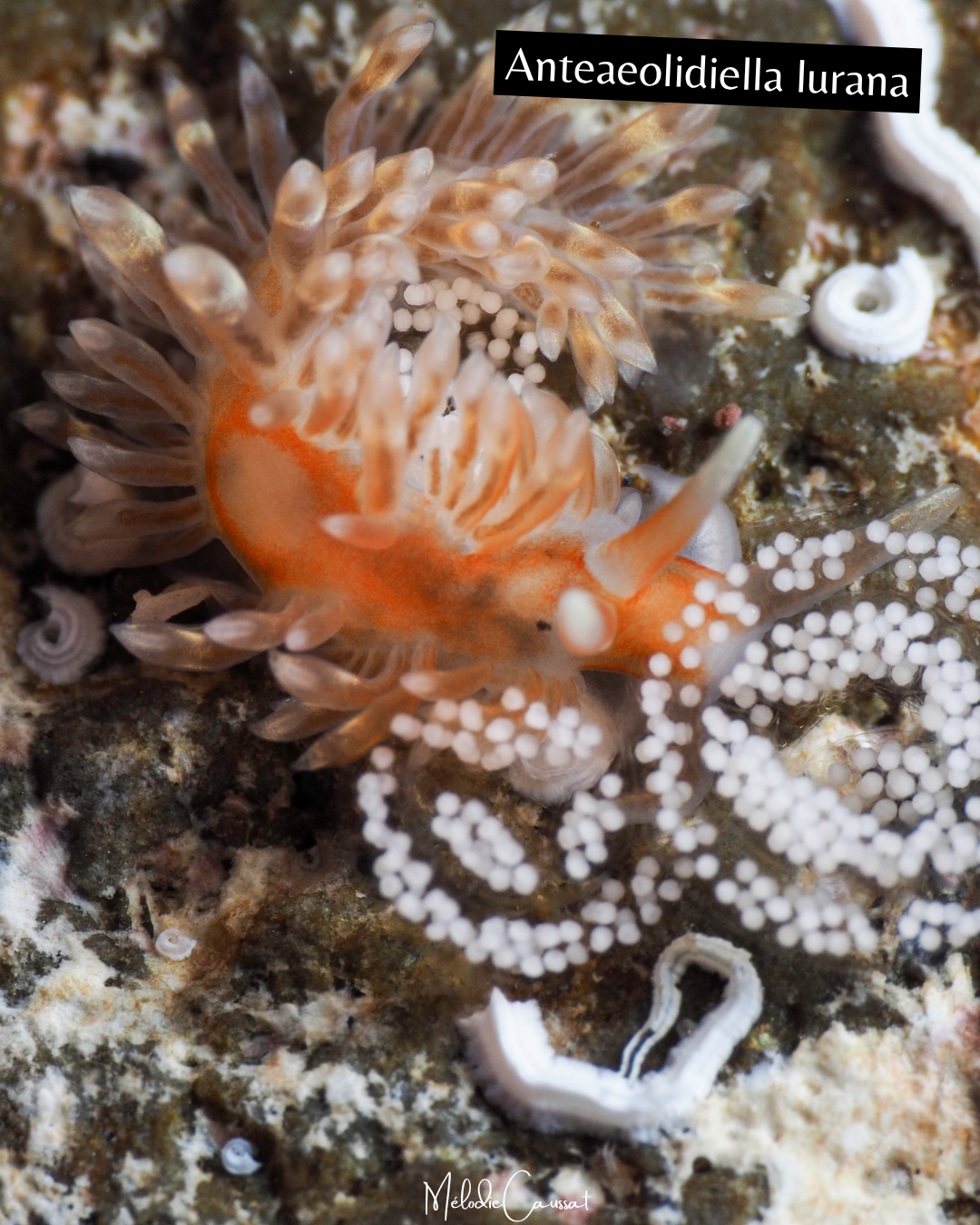 Anteaolidiella lurana