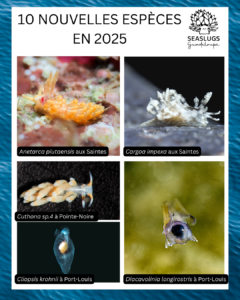 Bilan de l'année 2025 - Seaslugs Guadeloupe