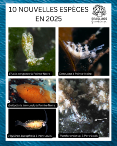Bilan de l'année 2025 - Seaslugs Guadeloupe