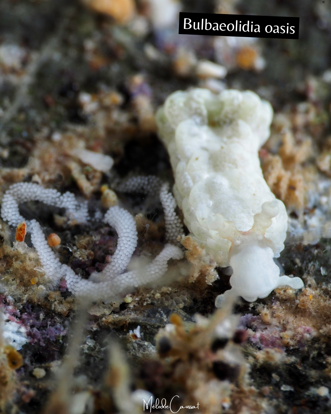 Bulbaeolidia oasis