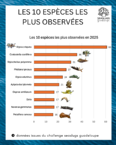Bilan de l'année 2025 - Seaslugs Guadeloupe