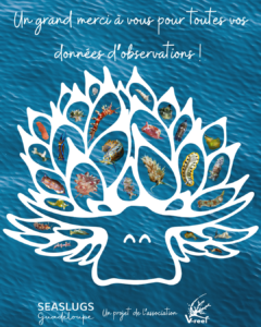 Bilan de l'année 2025 - Seaslugs Guadeloupe