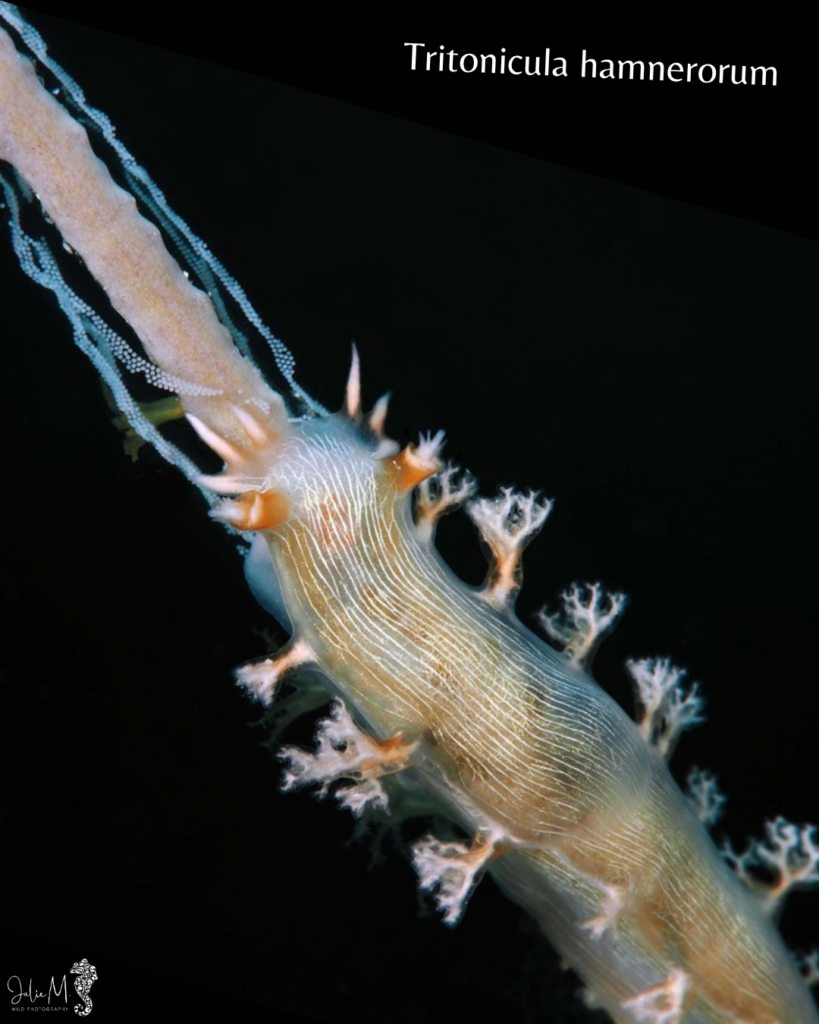 Tritonicula hamnerorum