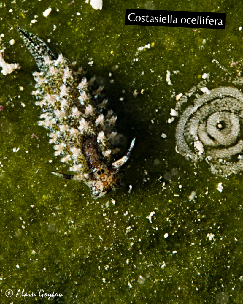 Costasiella ocellifera