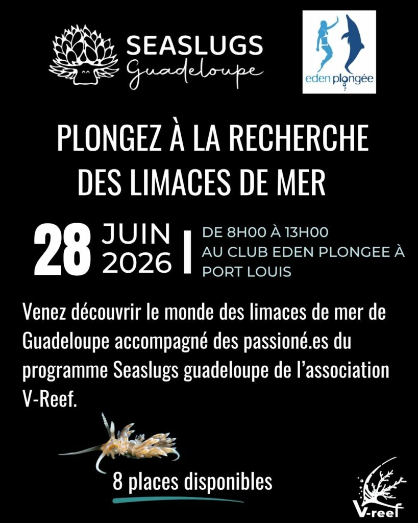 Plongez à la recherche des limaces de mer